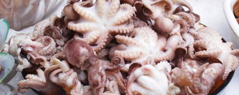 八爪鱼的内脏不清理可以吃吗（八爪鱼的内脏不清理可以吃吗视频）