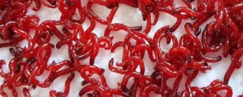 红虫如何保存一个月 红虫如何保存一个月不坏
