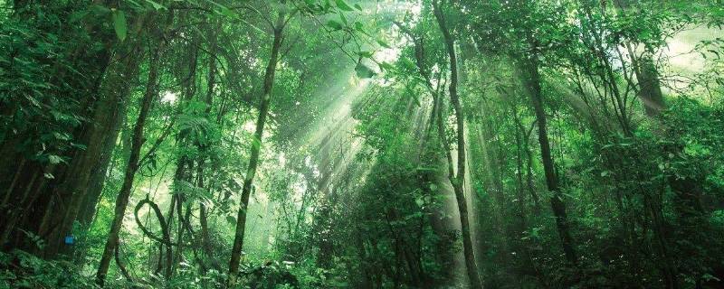 尾巴植物学家称它为（热带雨林尖尾巴植物学家称它为）