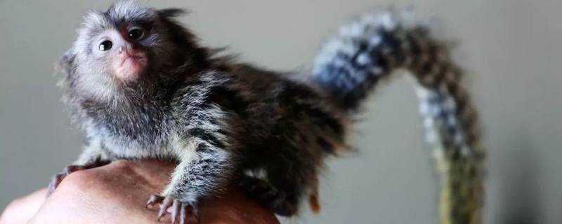 世界上最小的猴子 世界上最小的猴子有多大?