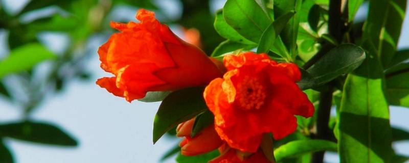 西安的市花是什么名字（西安的市花是什么名字啊）