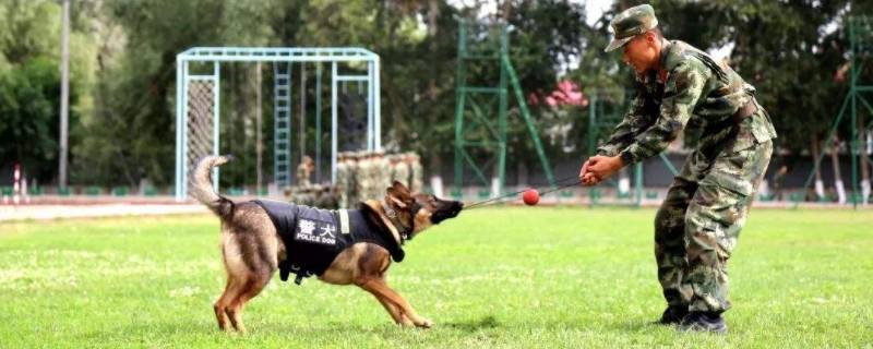 军犬和警犬的区别 军犬和警犬的区别是公还是母