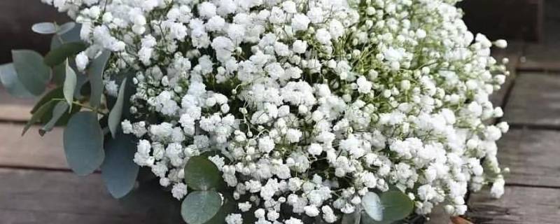 满天星的花语 满天星的花语是什么