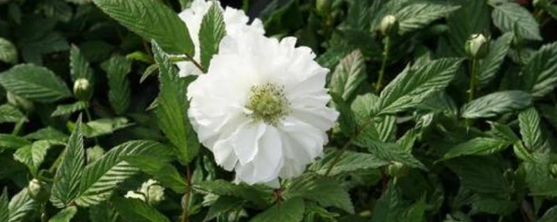 荼靡花的寓意（荼靡花的寓意是什么）