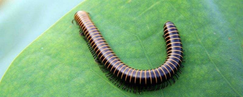 家里马陆虫从哪来的 家里马陆虫有危险吗