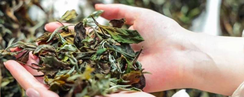 白茶由来 什么叫白茶?白茶的由来