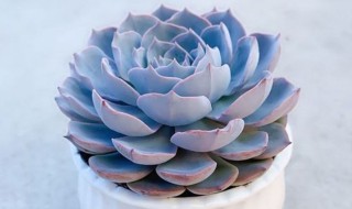 如何养好蓝色惊喜（如何养好蓝色惊喜小狗）