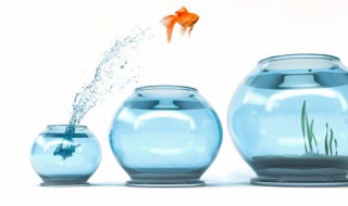 如何才能把鱼缸的水养好（怎样才能把鱼缸的水养好）