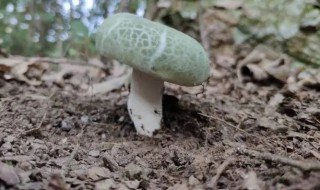 青头菌能放冰箱吗 青头菌可以放冰箱吗